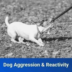 Dog Aggression and Reactivity