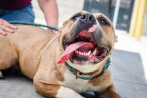 Best Pit Bull Rescues in Northern Virginia 