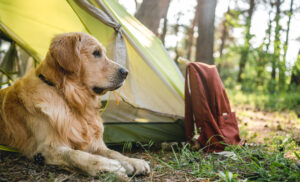 Dog Friendly Camping in Northern Virginia 