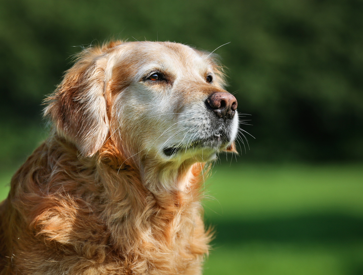 Dog Rescues in Northern Virginia