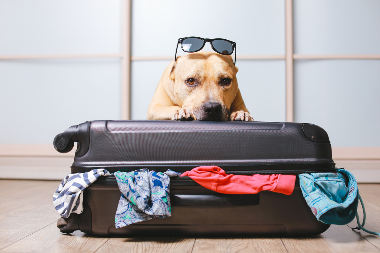 Dog Friendly Vacation Rentals in Northern Virginia