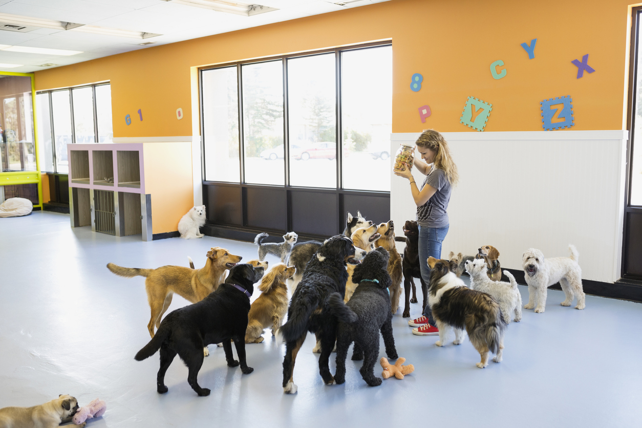 Best Indoor Dog Parks in Northern Virginia