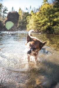 Dog Friendly National Parks in Northern Virginia